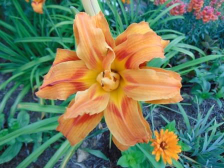 Daylily Dbl Or compressed