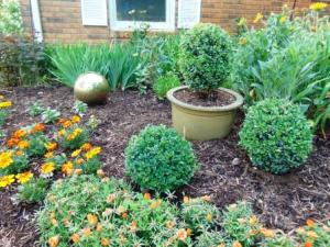 box-wood-front-garden-2-compressed
