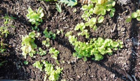 Lettuce seedlings compressed