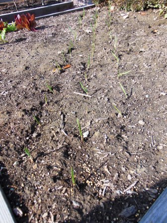 garlic emerging compressed 11-17