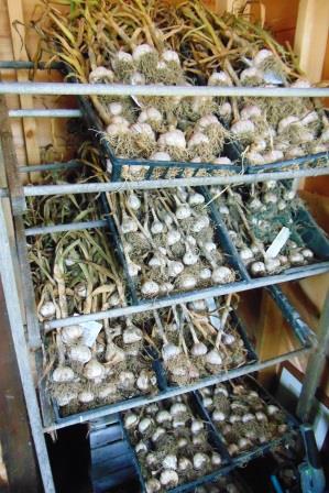 Garlic on dry rack