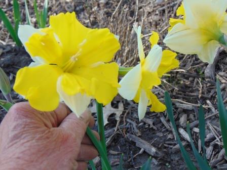 Daffodil Yellow split