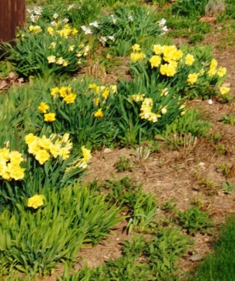 Daffodils deck garden